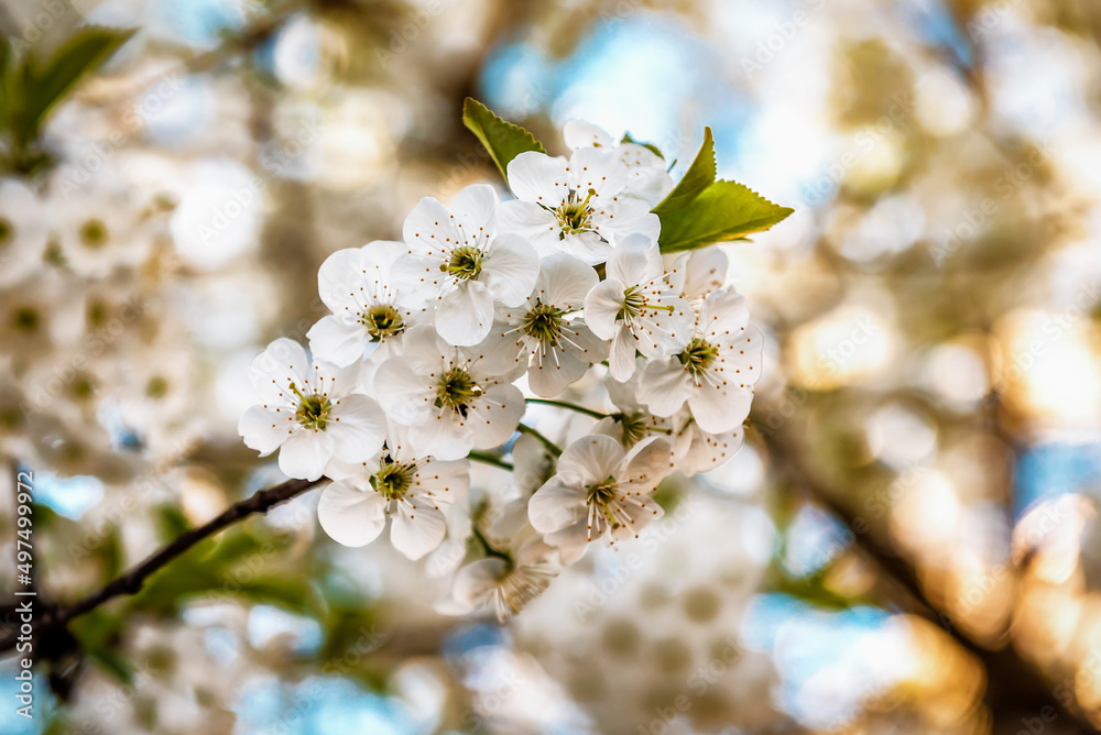beautiful white cherry blossom