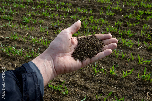 black fertile soil in the hands of a farmer. polyhedral structure, crumbly. most fertile slightly calcareous soil type lying on loess coverings of  lowlands, in place of steppes, saturated sorption photo