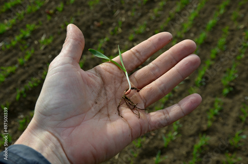 Germination percentage is a basic criterion for seed quality. A scientist and expert on agricultural crops, an agronomist estimates field of scarce grain. sprouted cereal, in mens hand, crop sowing