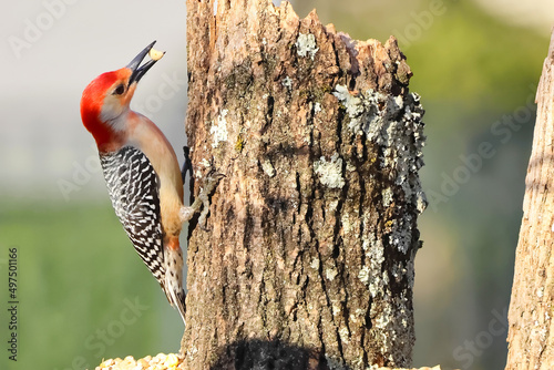 Fotografija Closeup shot of a rufous-bellied woodpecker bird species holding food in its bea