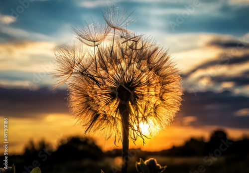 fluffy dandelion at sunset
