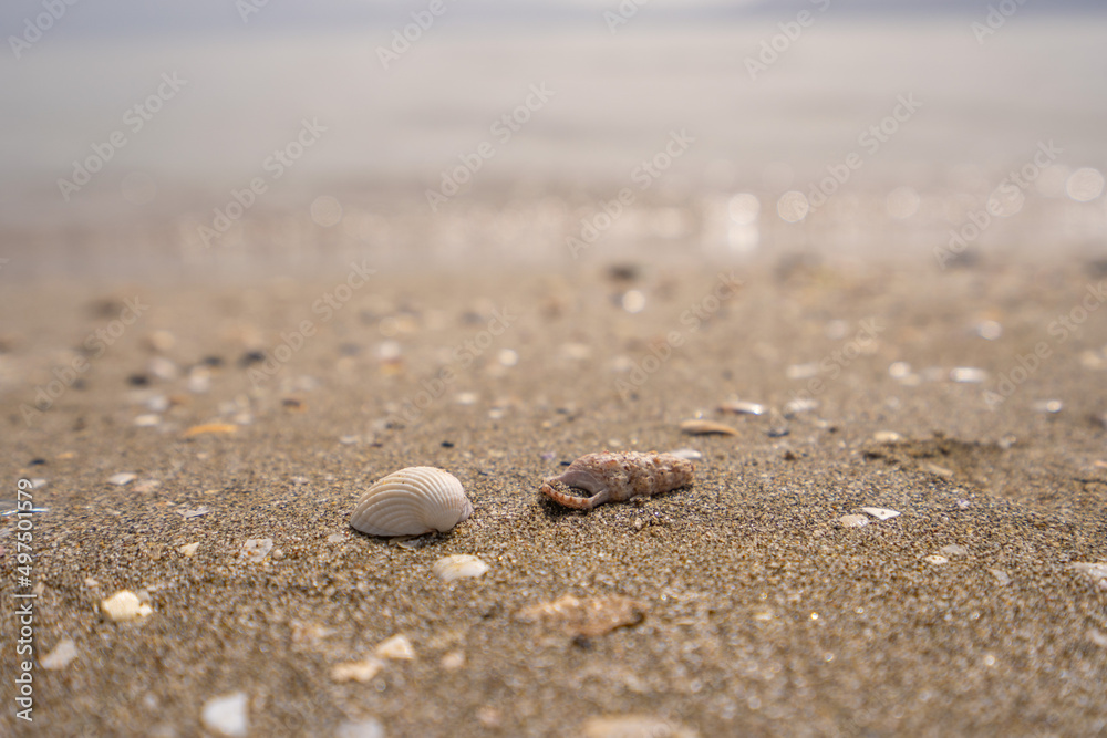Green leaf on the stone on a beach sand. High quality photo Green leaf on the stone on a beach sand. High quality photo