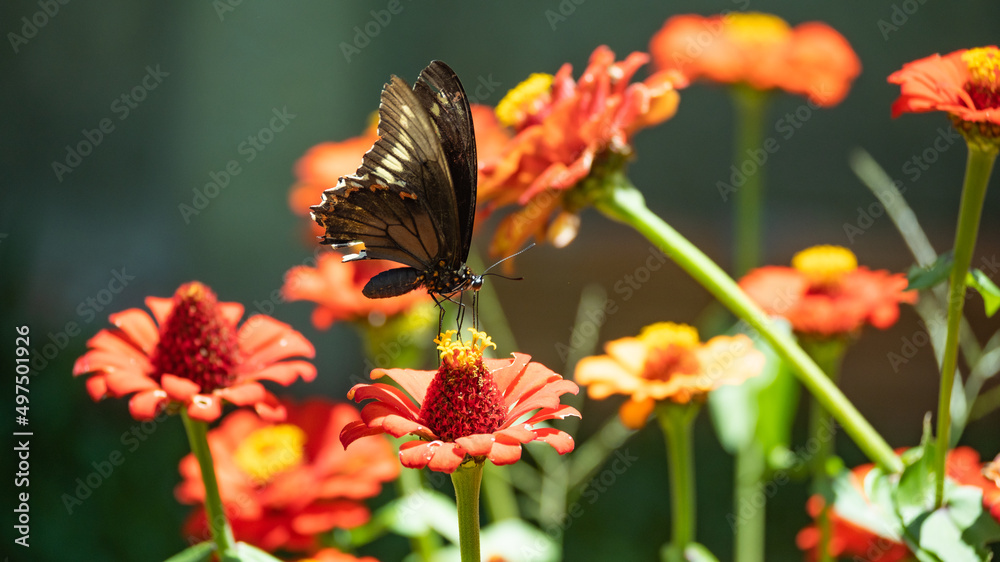 Obraz premium butterfly on flower