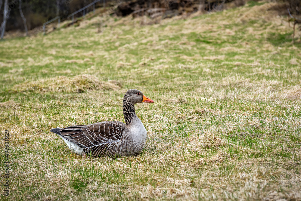 Greylag Goose (Anser anser), Iceland Greylag Goose (Anser anser), Iceland