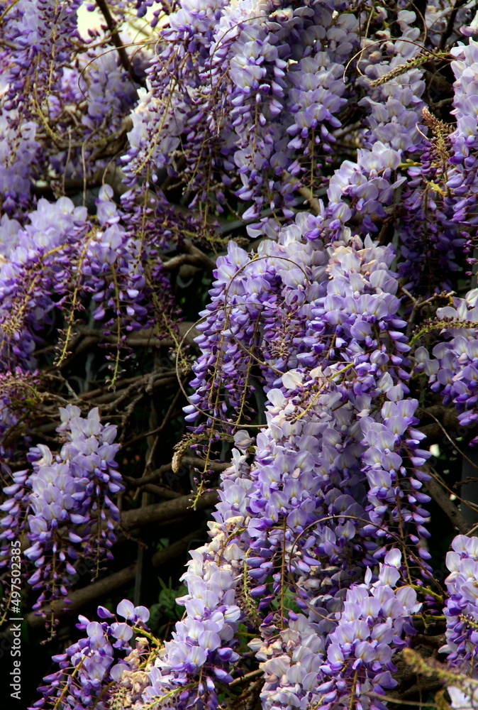 Beautiful purple wisteria in full bloom in spring on a street in Istanbul, Turkey Beautiful purple wisteria in full bloom in spring on a street in Istanbul, Turkey