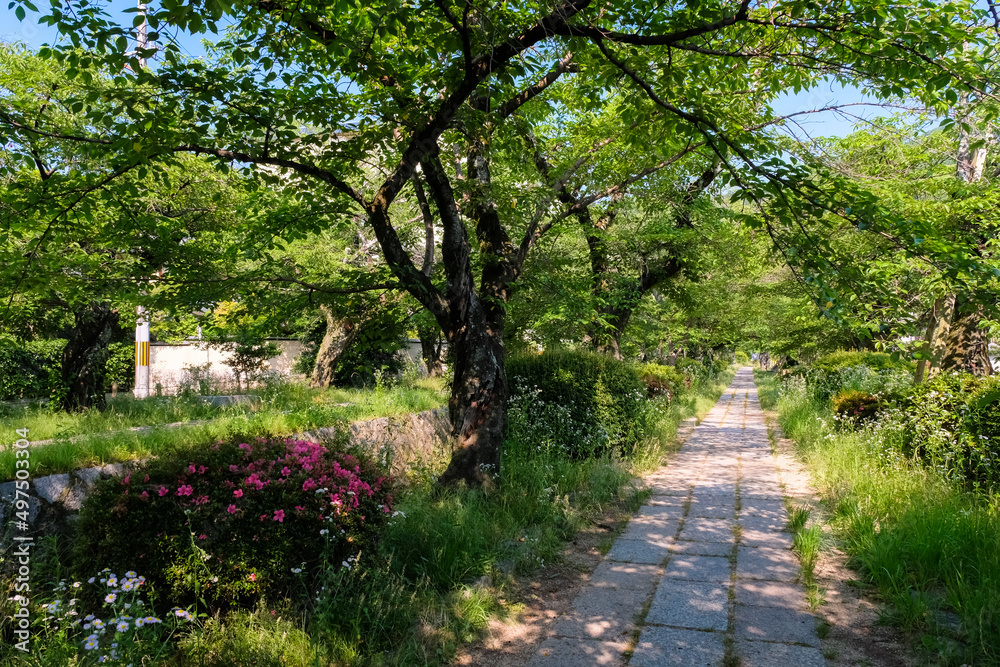 京都市左京区 新緑の哲学の道