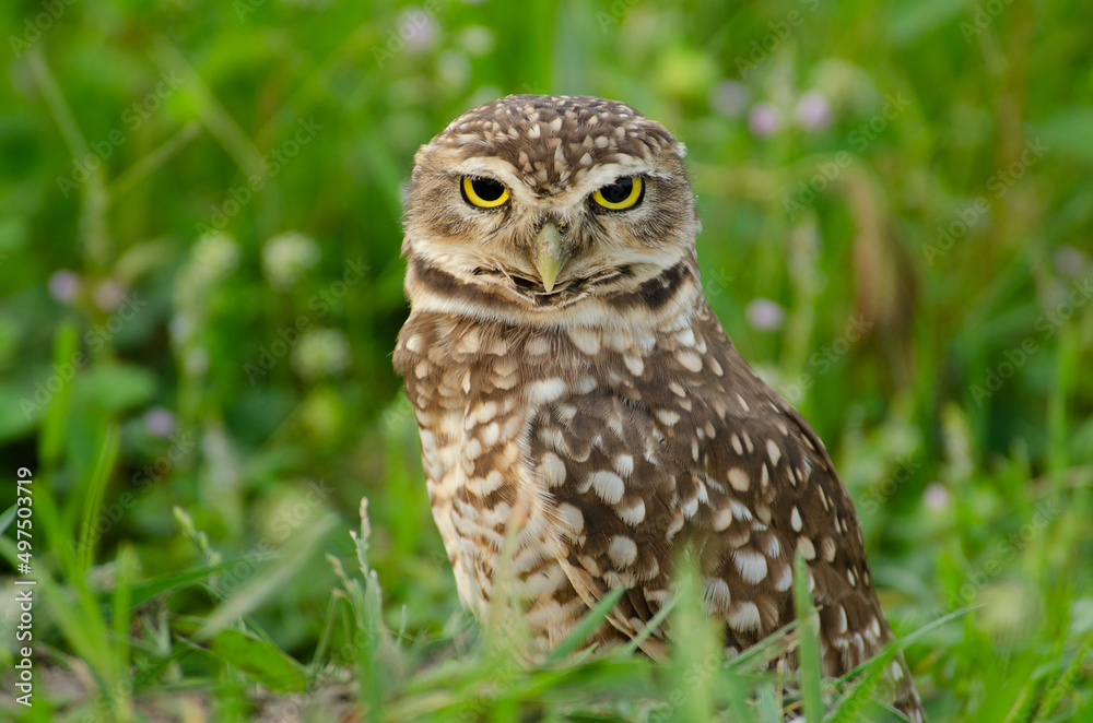 Burrowing Owl tilts its head looking at the camera
