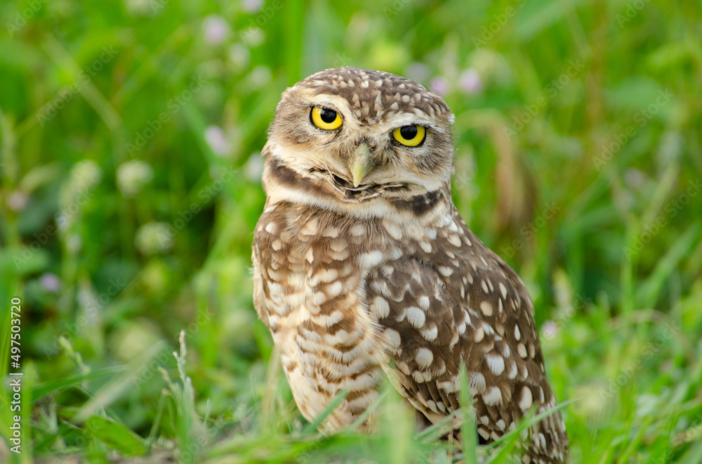 Burrowing Owl tilts its head looking at the camera Burrowing Owl tilts its head looking at the camera