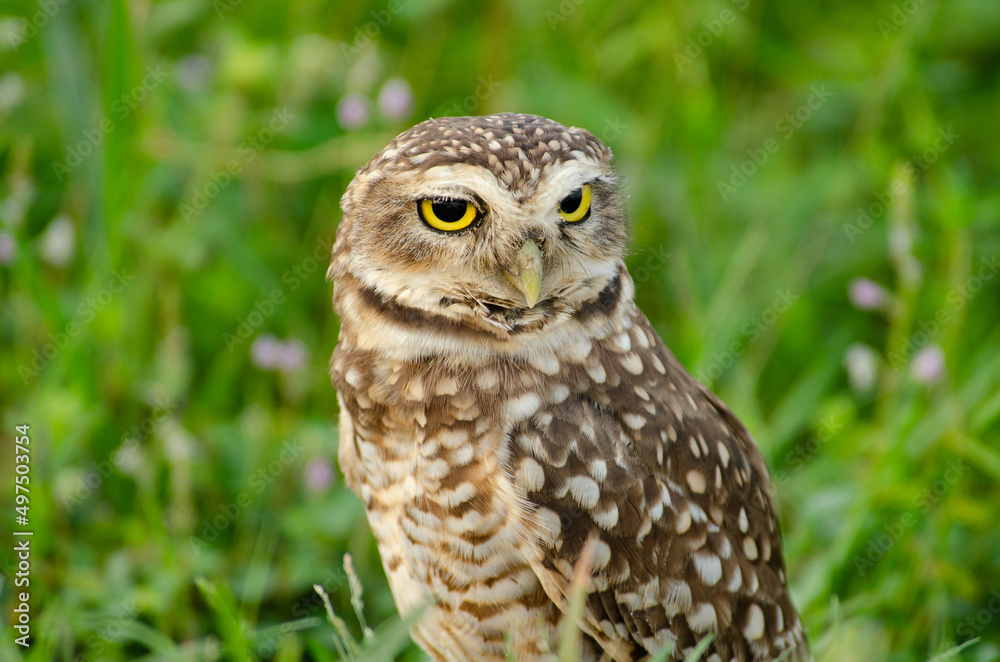 Suspicious Burrowing Owl tilts its head looking at the camera Suspicious Burrowing Owl tilts its head looking at the camera