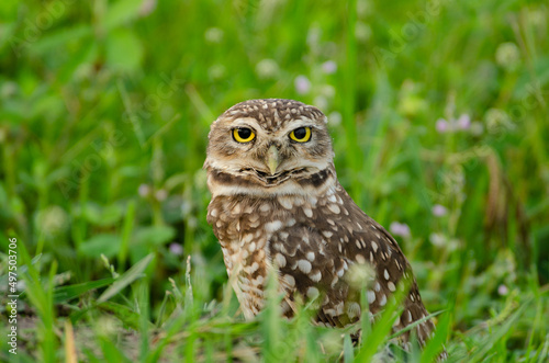 Burrowing Owl tilts its head looking at the camera