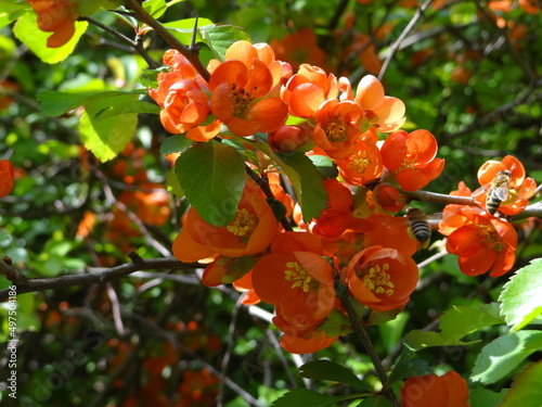 Orange flowers and bees