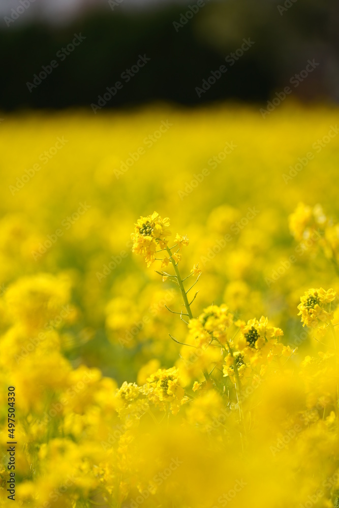 菜の花