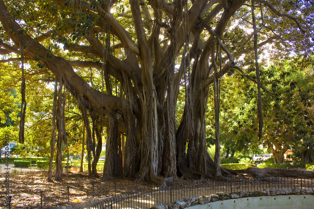 Ficus Macrophylla in Garibaldi Garden at Piazza Marina in Palermo, Sicily, Italy Ficus Macrophylla in Garibaldi Garden at Piazza Marina in Palermo, Sicily, Italy