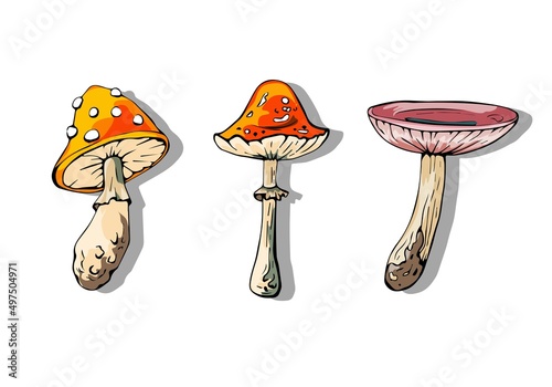 three types of mushrooms, hand-drawing, elements of a forest landscape fly agaric, grebe, Russula, vector drawing of mushrooms on a white background