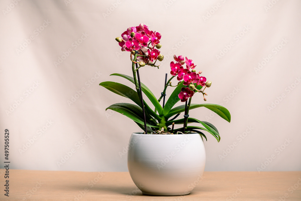 Minimalistic, single potted orchid on a table. Minimalistic, single potted orchid on a table.