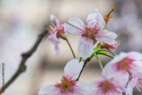 桜 © TAKU KASUYA