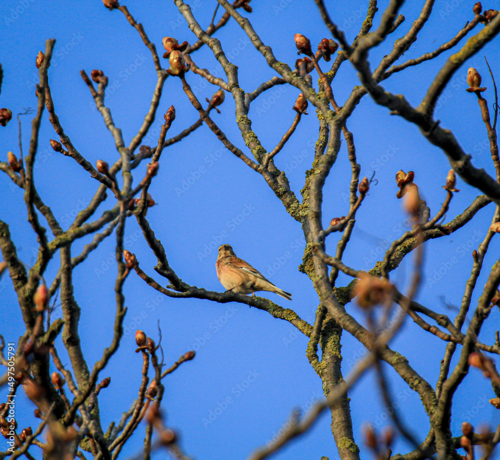 Ein Bluthänfling, auch Hänfling oder Flachsfink genannt auf einem Baum. Ein Bluthänfling, auch Hänfling oder Flachsfink genannt auf einem Baum.