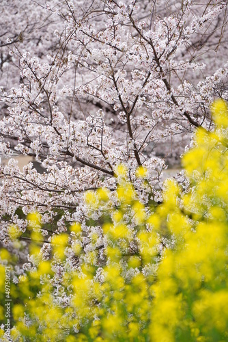 大和高田の千本桜　春