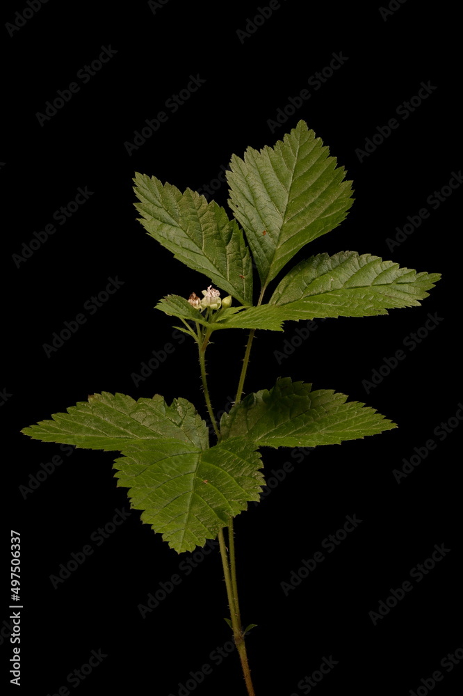 Stone Bramble (Rubus saxatilis). Flowering Plant Closeup Stone Bramble (Rubus saxatilis). Flowering Plant Closeup