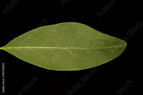Spindle (Euonymus europaeus). Leaf Closeup