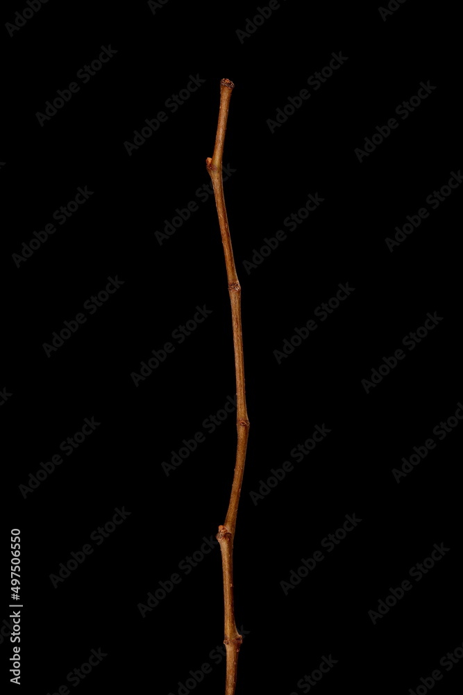 Virginia Creeper (Parthenocissus quinquefolia). Wintering Twig Closeup Virginia Creeper (Parthenocissus quinquefolia). Wintering Twig Closeup