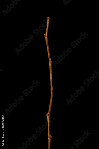 Virginia Creeper (Parthenocissus quinquefolia). Wintering Twig Closeup © Valery Prokhozhy