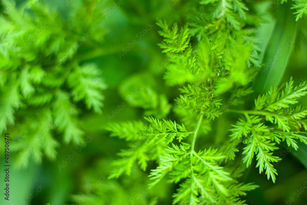 Close up from above of summer greens on blurred background. Nature eco concept with copy space as a backdrop