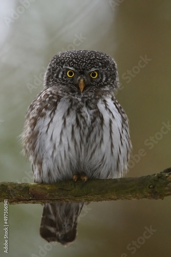 Eurasian pygmy owl on the branch of the spruce tree deep in the forest