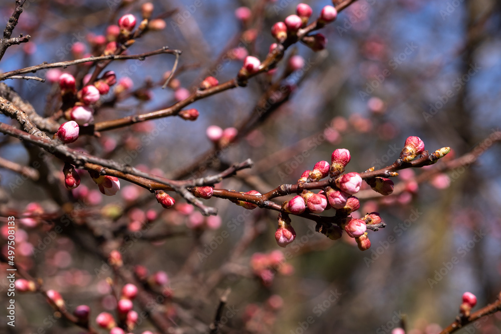Spring, The swollen buds of the trees will soon bloom Spring, The swollen buds of the trees will soon bloom