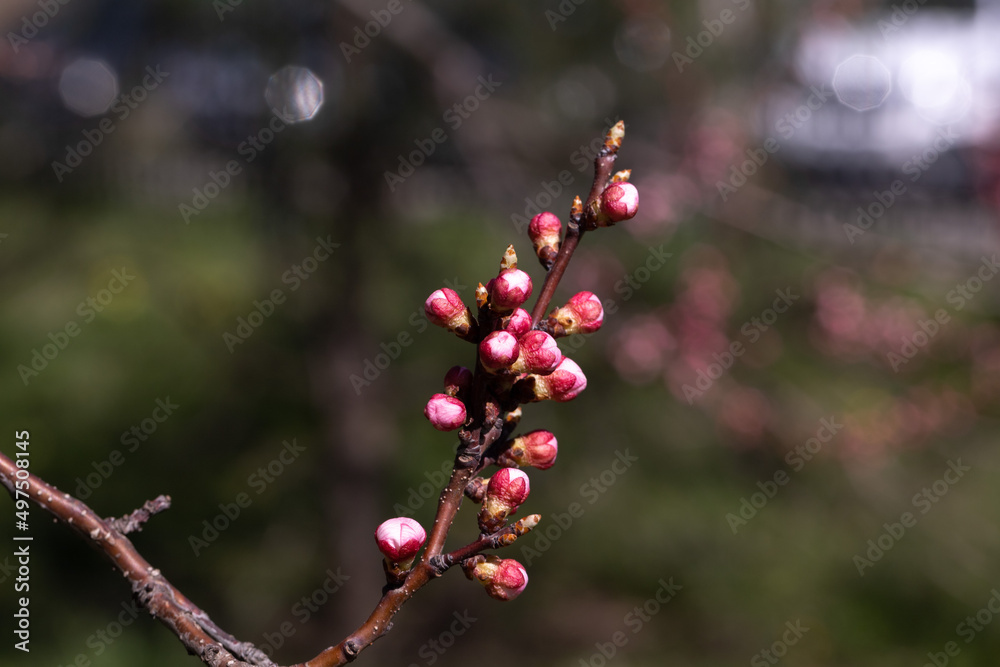Spring, The swollen buds of the trees will soon bloom Spring, The swollen buds of the trees will soon bloom