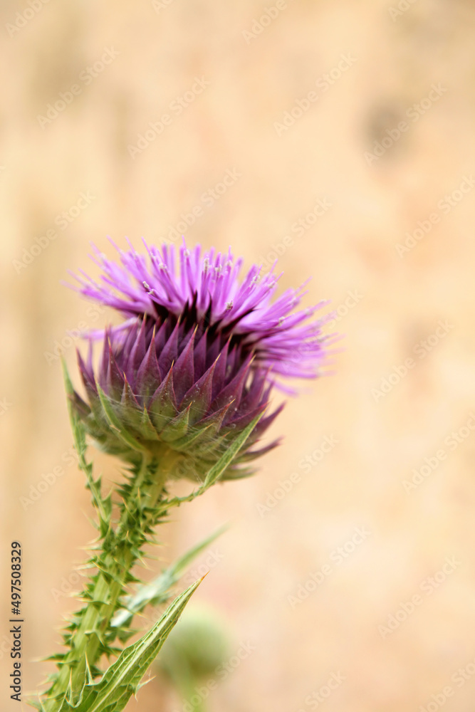 Close up of an Illyrian cottonthistle flower, Jordan
Close up of an Illyrian cottonthistle flower, Jordan