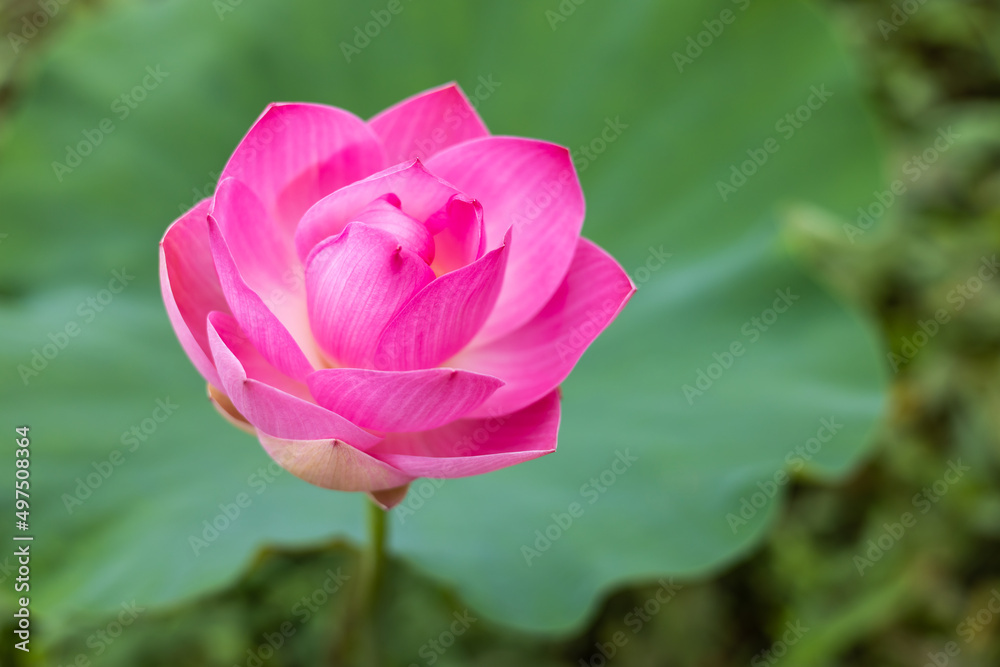 A close-up view of large pink lotus flowers blooming beautifully with blurred green leaves.