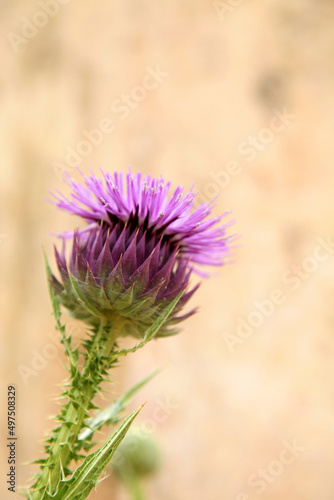 Close up of an Illyrian cottonthistle flower, Jordan 