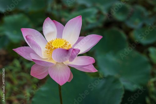 A close-up view of a large  yellow  pink-petaled lotus flower blooming beautifully with blurred green leaves.