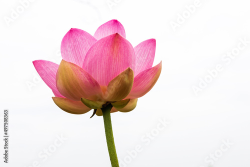 Isolated close-up view of large pink petaled lotuses which bud and bloom beautifully.
