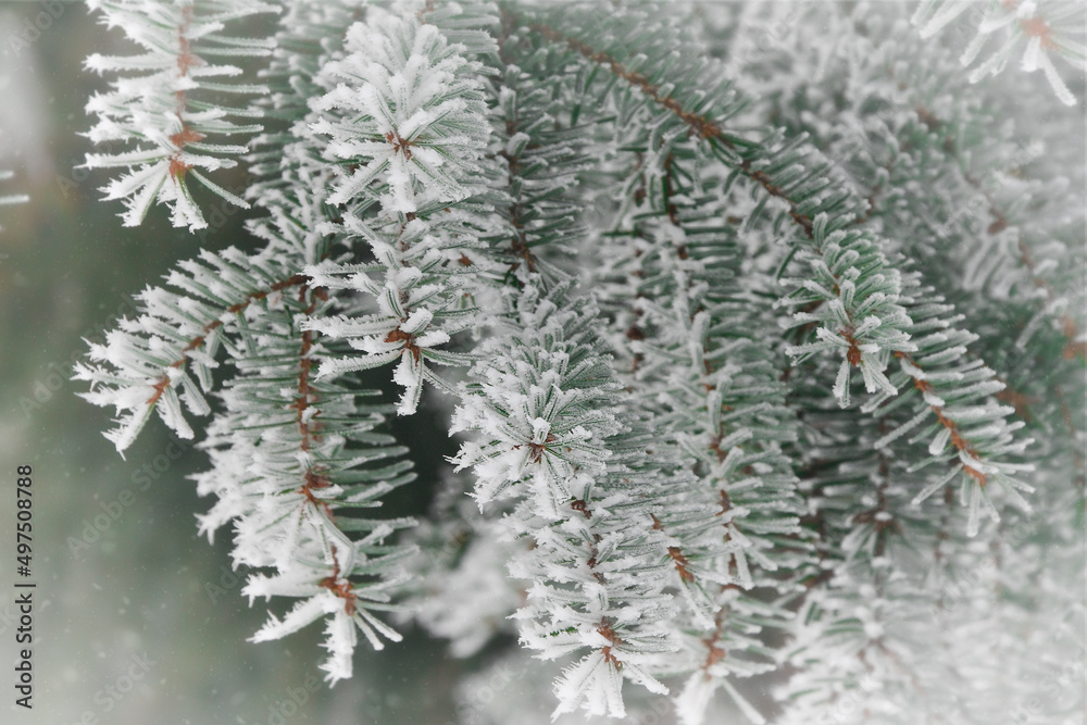 Close up or macro of fir tree covered in ice