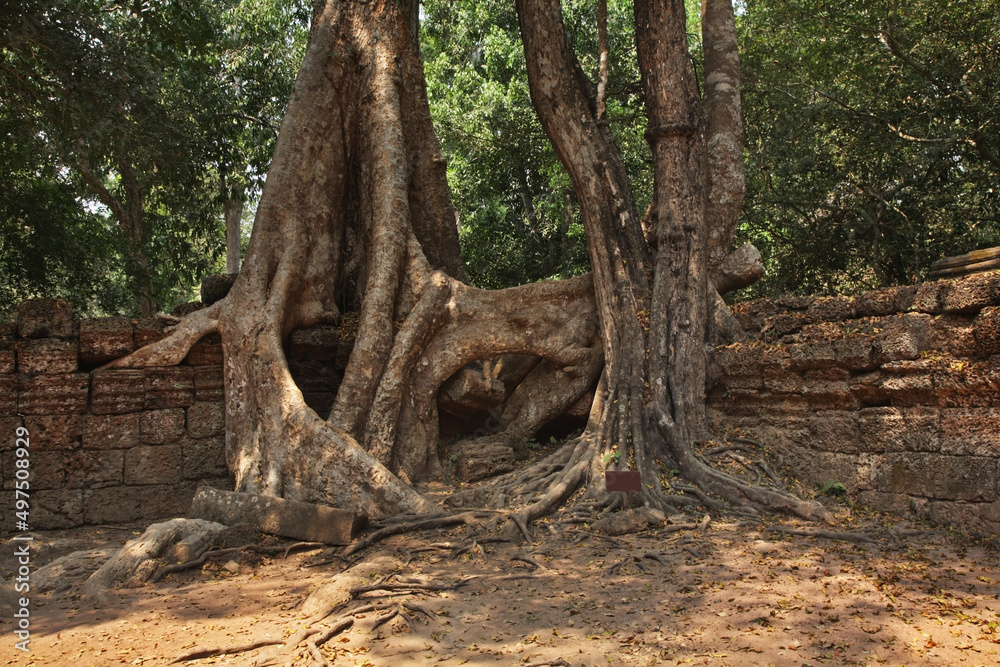 Ta Prohm temple at Angkor. Siem Reap province. Cambodia Ta Prohm temple at Angkor. Siem Reap province. Cambodia