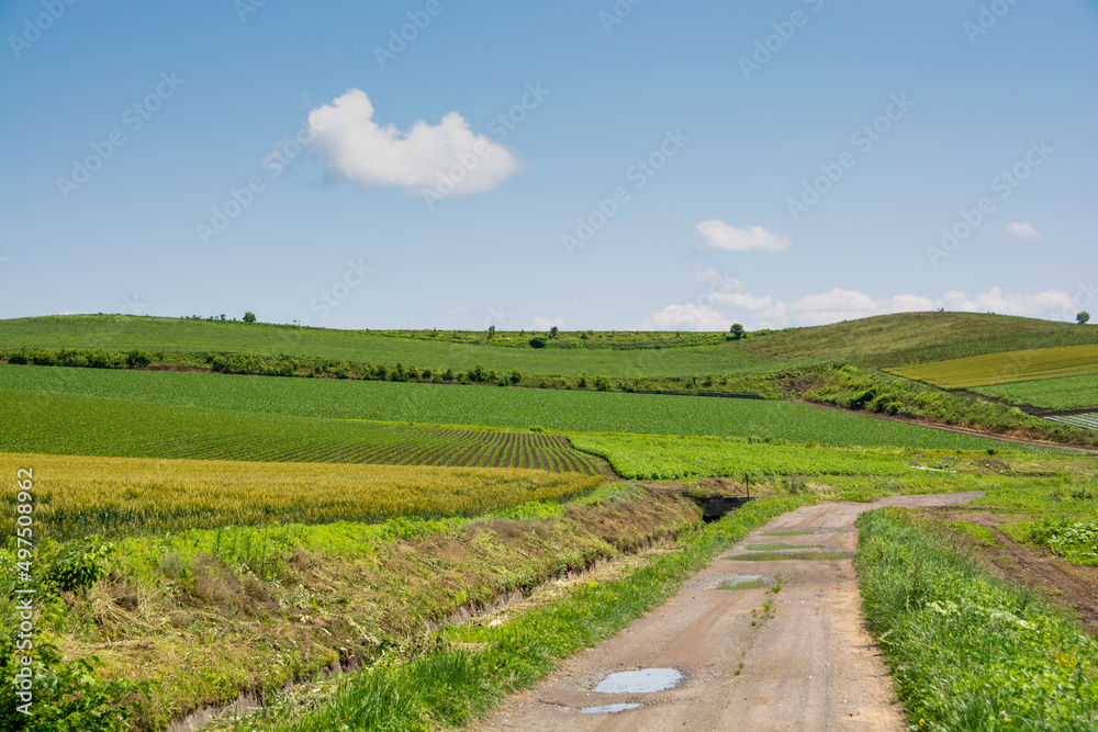 夏の丘陵畑作地帯の道
