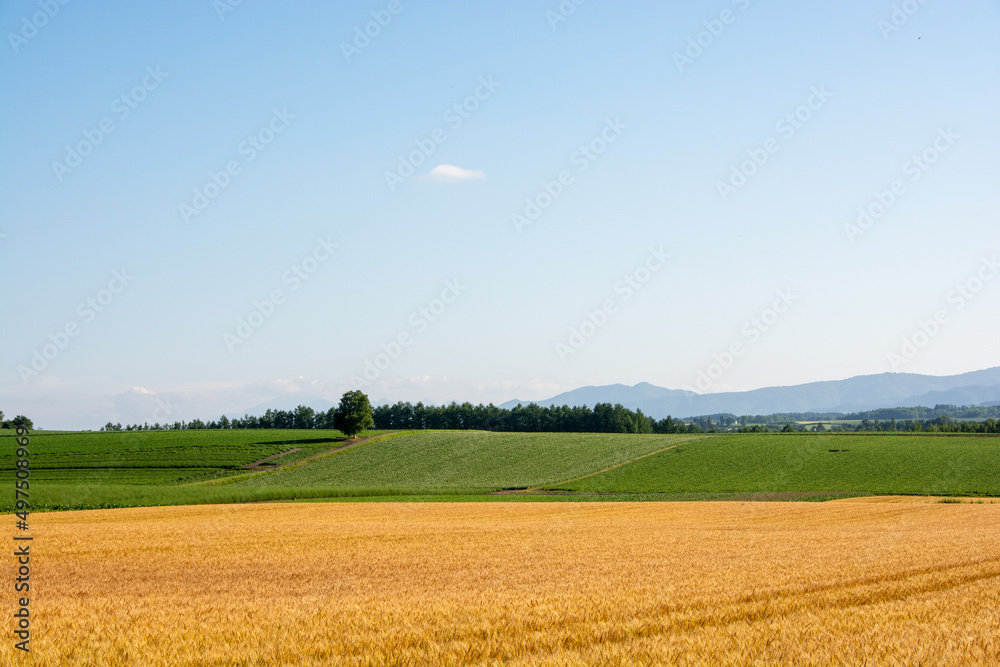 黄金色のムギ畑と緑の野菜畑が広がる丘
