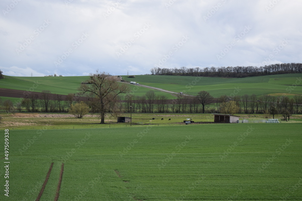 Thürer Wiesen mit Büffeln, Störchen und einer LKW PAnne im Hintergrnd