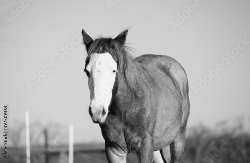 Young horse with bald face isolated on background for western industry ranch wallpaper background in black and white. © ccestep8