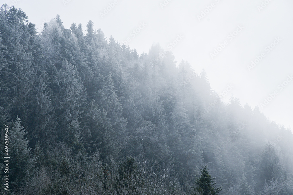 Background photo of trees in winter season