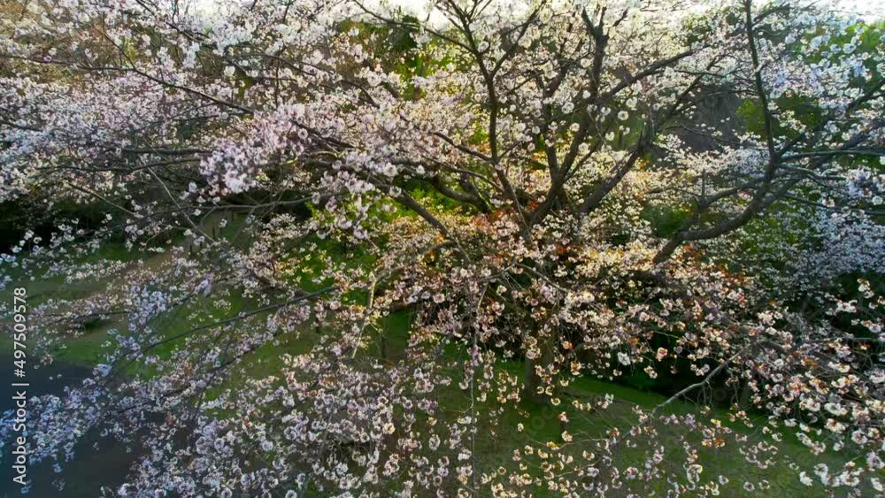 Japanese cherry tree 2022 Tokyo 日本の桜【ドローン空撮4K】東京 2022年 Japanese cherry tree 2022 Tokyo 日本の桜【ドローン空撮4K】東京 2022年
