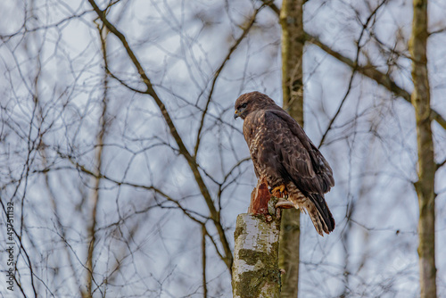 Bussard / Mäusebussard photo