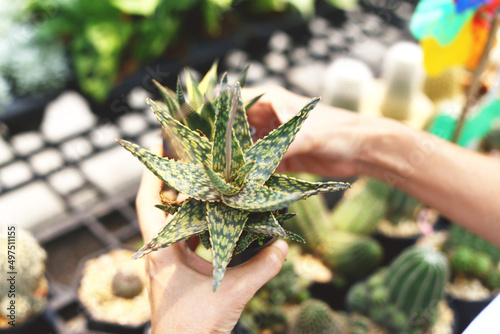 Woman planting green succulent. Concept of home gardening.