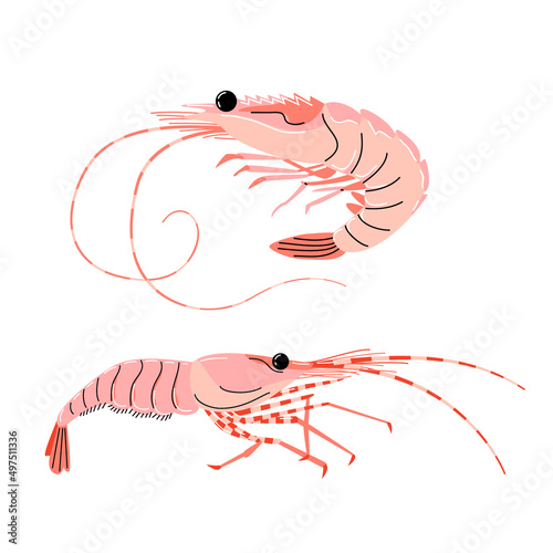 Seafood illustration in cartoon style. Pink shrimps on a white background