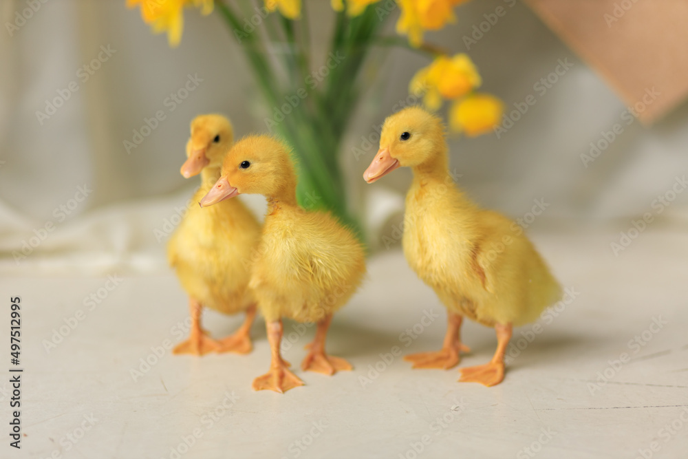 Three little cute ducks. postcard with animals for easter