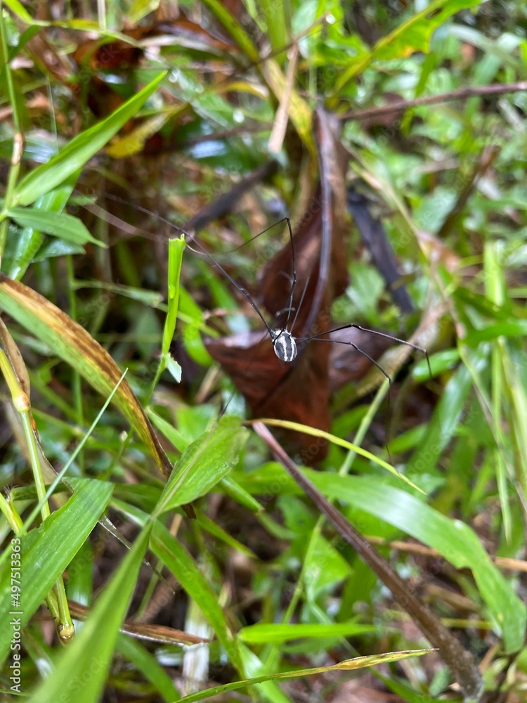 spider on a leaf