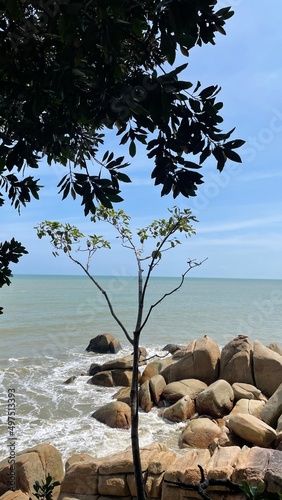 trees on the beach