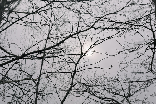 texture of spring branches against blue sky